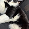 Alfred joined the competition — help win amazing prizes! cat, black_and_white, feline, pet, indoor, chair, mesh_chair, relaxed, yellow_eyes, fur, animal, close_up, portrait, domestic_cat, cute, curious, resting, cozy, whiskers, soft_light