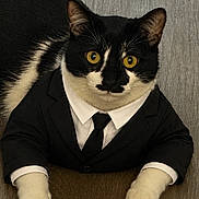 Alfred joined the competition — help win amazing prizes! cat, black_and_white_cat, animal, pet, suit, tie, costume, indoor, wooden_floor, lying_down, feline, portrait, funny, dress_up, formal, cute, whiskers, ears, paws, business
