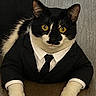 cat, black_and_white_cat, animal, pet, suit, tie, costume, indoor, wooden_floor, lying_down, feline, portrait, funny, dress_up, formal, cute, whiskers, ears, paws, business