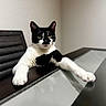 Alfred is registered to the contest to win money with this photo: cat, black_and_white, pet, animal, table, glass_table, chair, indoor, feline, relaxed, stretching, looking, fur, whiskers, ears, domestic_animal, house, home, paw, curious