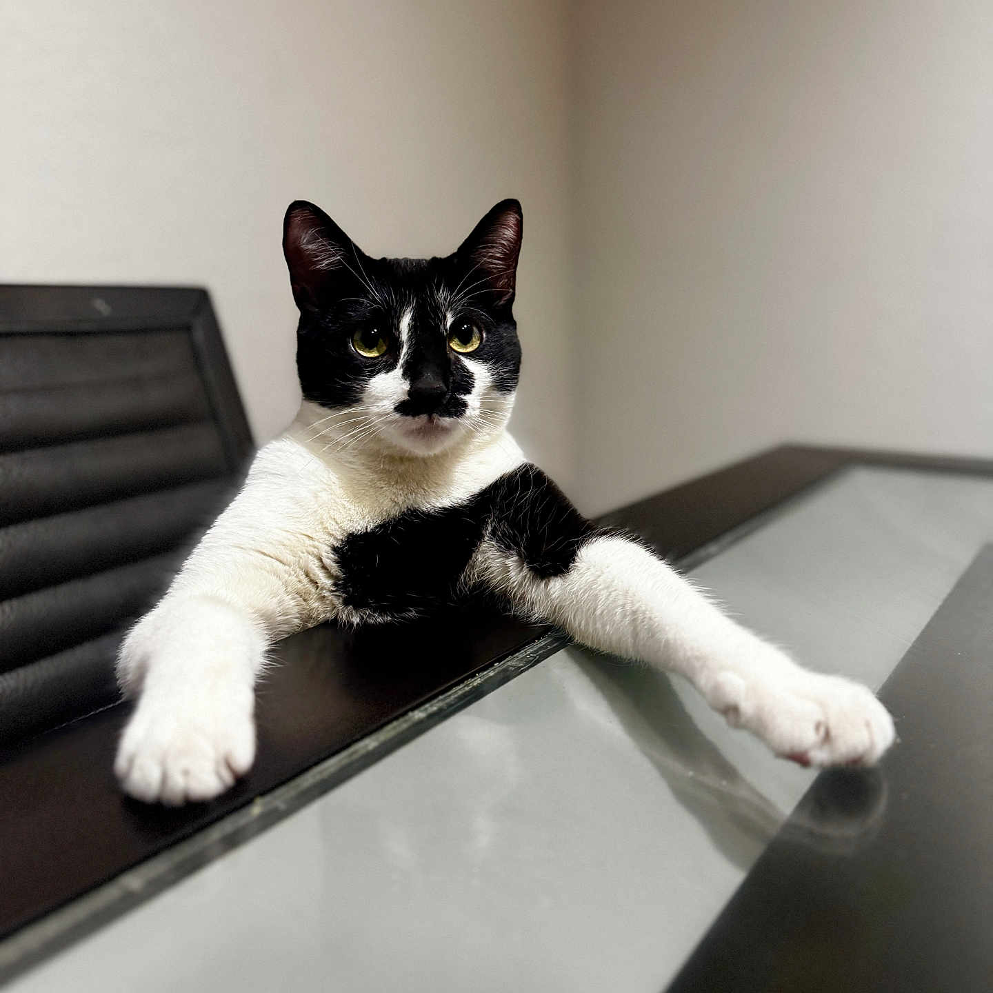 Alfred is registered to the contest to win money with this photo: cat, black_and_white, pet, animal, table, glass_table, chair, indoor, feline, relaxed, stretching, looking, fur, whiskers, ears, domestic_animal, house, home, paw, curious