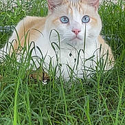 Aegon a rejoint le concours — aidez-le/la à gagner de superbes lots ! cat, blue_eyes, cream_color, white_color, grass, outdoor, animal, pet, feline, nature, greenery, curious, closeup, mammal, whiskers, ears, nose, resting, texture, background