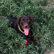 Madeline joined the competition — help win amazing prizes! dog, black_dog, tongue_out, greenery, plants, ball, outdoor, pet, playing, happy, animal, nature, collar, grass, summer, cute, canine, resting, tongue, closeup