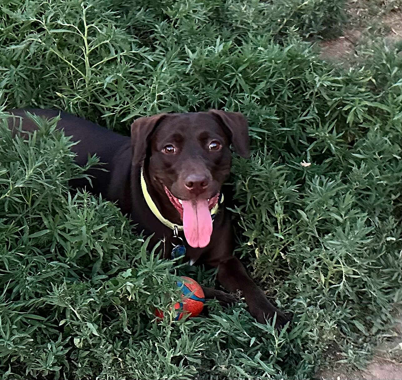 Madeline joined the competition — help win amazing prizes! dog, black_dog, tongue_out, greenery, plants, ball, outdoor, pet, playing, happy, animal, nature, collar, grass, summer, cute, canine, resting, tongue, closeup