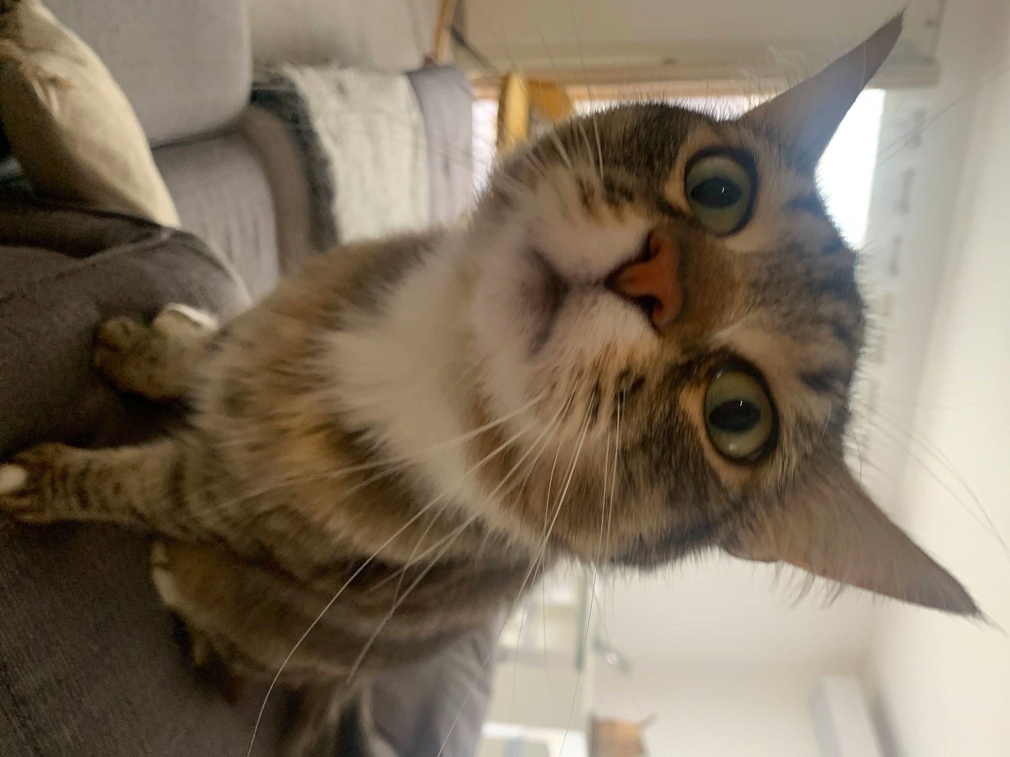 Noé participe au concours pour gagner de l'argent avec cette photo : carnivore, cat, claw, comfort, couch, domestic_short_haired_cat, eye, felidae, fur, paw, pillow, small_to_medium_sized_cats, snout, tail, terrestrial_animal, whiskers, wood