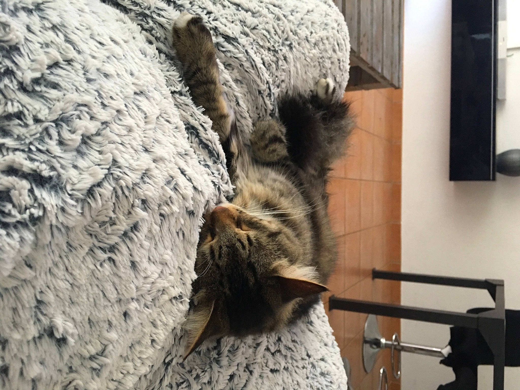 Noé a rejoint le concours — aidez-le/la à gagner de superbes lots ! claw, domestic_short_haired_cat, feather, felidae, fur, picture_frame, room, small_to_medium_sized_cats, snout, tail, terrestrial_animal, trunk, whiskers, wildlife, window, wood, wool, zoo