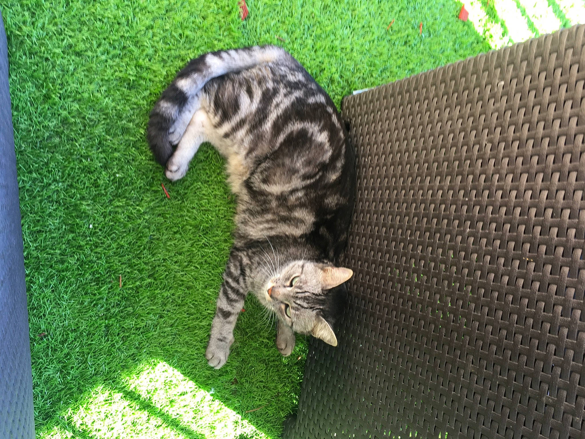 Noé a rejoint le concours — aidez-le/la à gagner de superbes lots ! art, big_cats, carnivore, cat, dog_breed, domestic_short_haired_cat, felidae, fur, grass, green, groundcover, lawn, organism, paw, small_to_medium_sized_cats, snout, sporting_group, tail, terrestrial_animal, whiskers