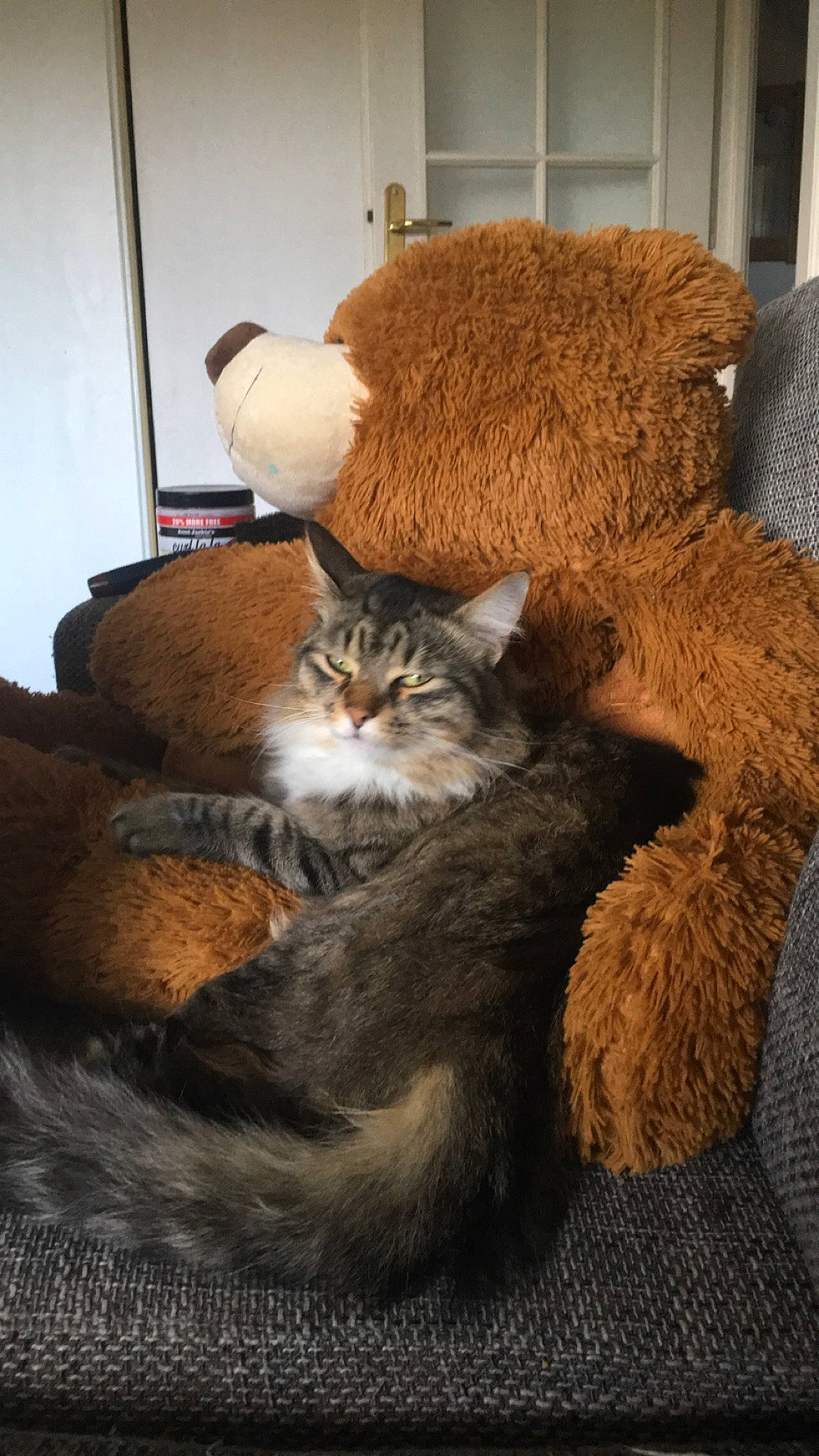 Noé participe au concours pour gagner de l'argent avec cette photo : bed, brown, carnivore, cat, cat_supply, comfort, domestic_short_haired_cat, fawn, felidae, flooring, fur, hardwood, linens, small_to_medium_sized_cats, tail, teddy_bear, toy, whiskers, wood, wool