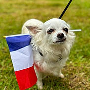 Maggy a rejoint le concours — aidez-le/la à gagner de superbes lots ! dog, white_dog, flag, outdoor, grass, pet, animal, small_dog, leash, canine, fur, nature, cute, portrait, closeup, walking, paw, ears, snout, background_blur