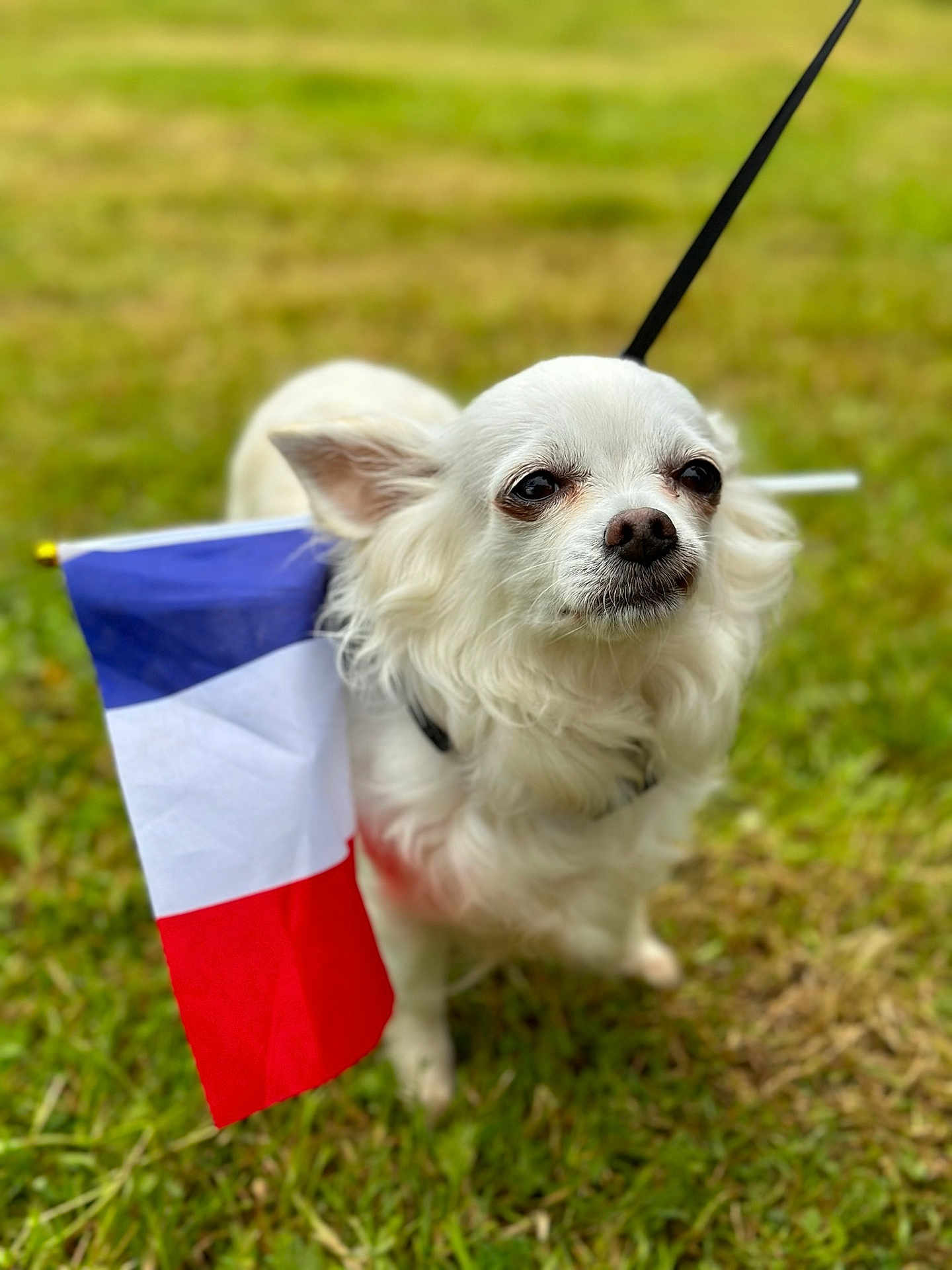 Maggy a rejoint le concours — aidez-le/la à gagner de superbes lots ! dog, white_dog, flag, outdoor, grass, pet, animal, small_dog, leash, canine, fur, nature, cute, portrait, closeup, walking, paw, ears, snout, background_blur