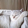 animal, blanket, cat, closeup, comfort, cozy, cute, ears, feline, fluffy, indoor, nose, paw, pet, relaxed, resting, sleeping, soft_texture, whiskers, white_cat