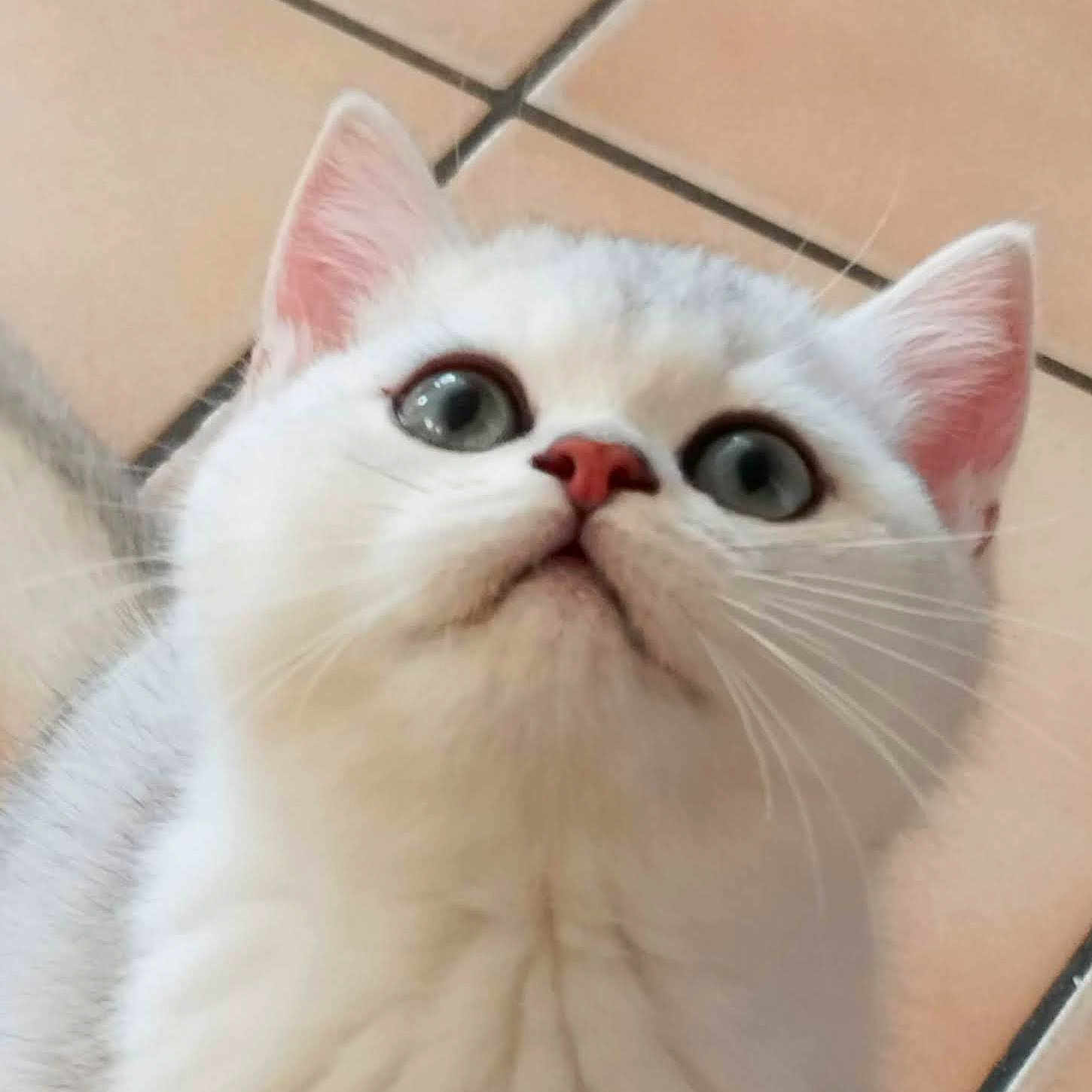 Azú participe au concours pour gagner de l'argent avec cette photo : cat, white_cat, close_up, wide_eyes, pink_nose, pink_ears, whiskers, fur, curious, pet, animal, indoor, floor_tiles, looking_up, cute, feline, mammal, portrait, domestic_cat, soft_light