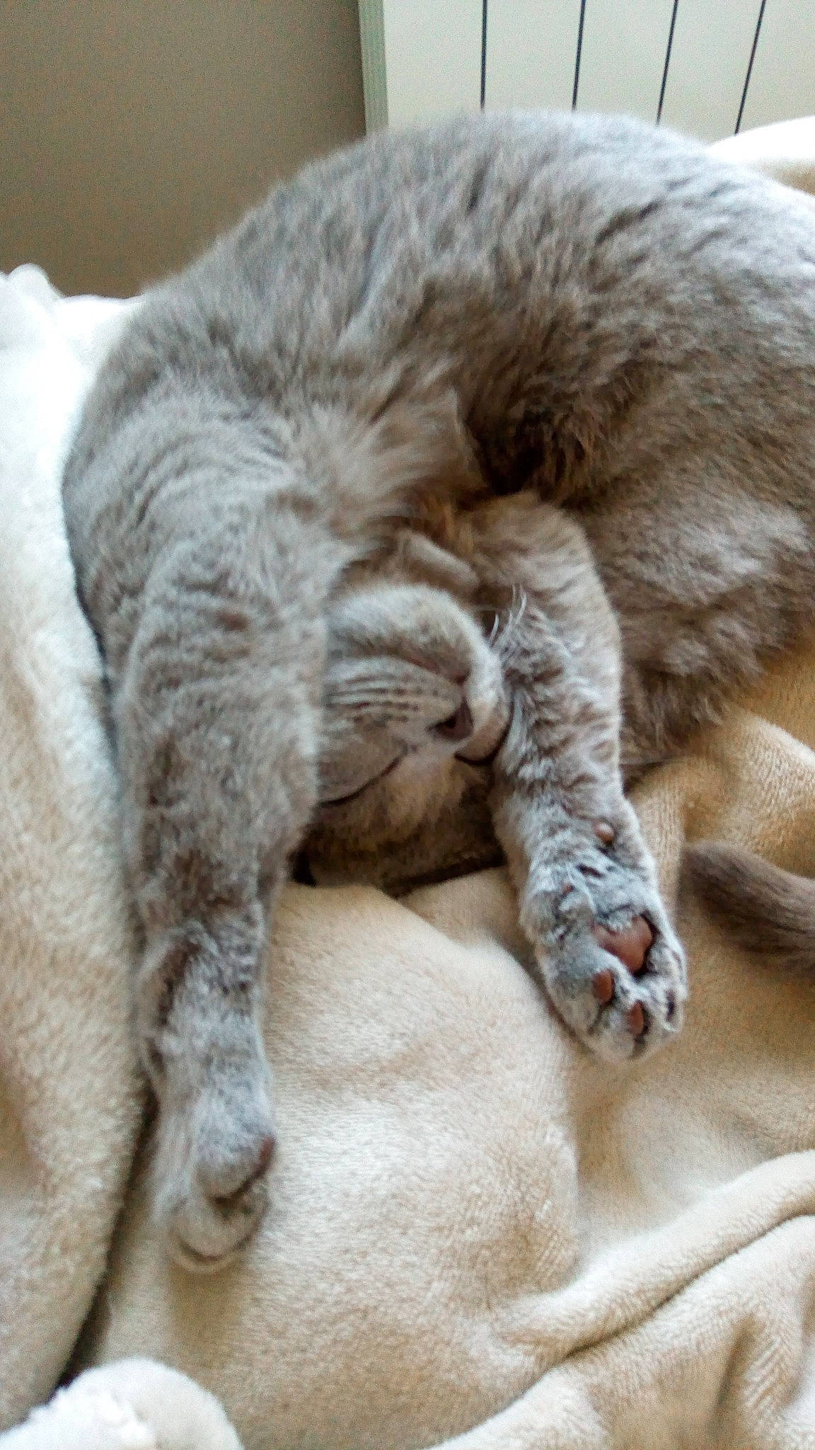 Mandy a rejoint le concours — aidez-le/la à gagner de superbes lots ! carnivore, cat, claw, comfort, domestic_short_haired_cat, fawn, felidae, fur, mammal, nap, paw, sleep, small_to_medium_sized_cats, snout, tail, terrestrial_animal, vertebrate, whiskers