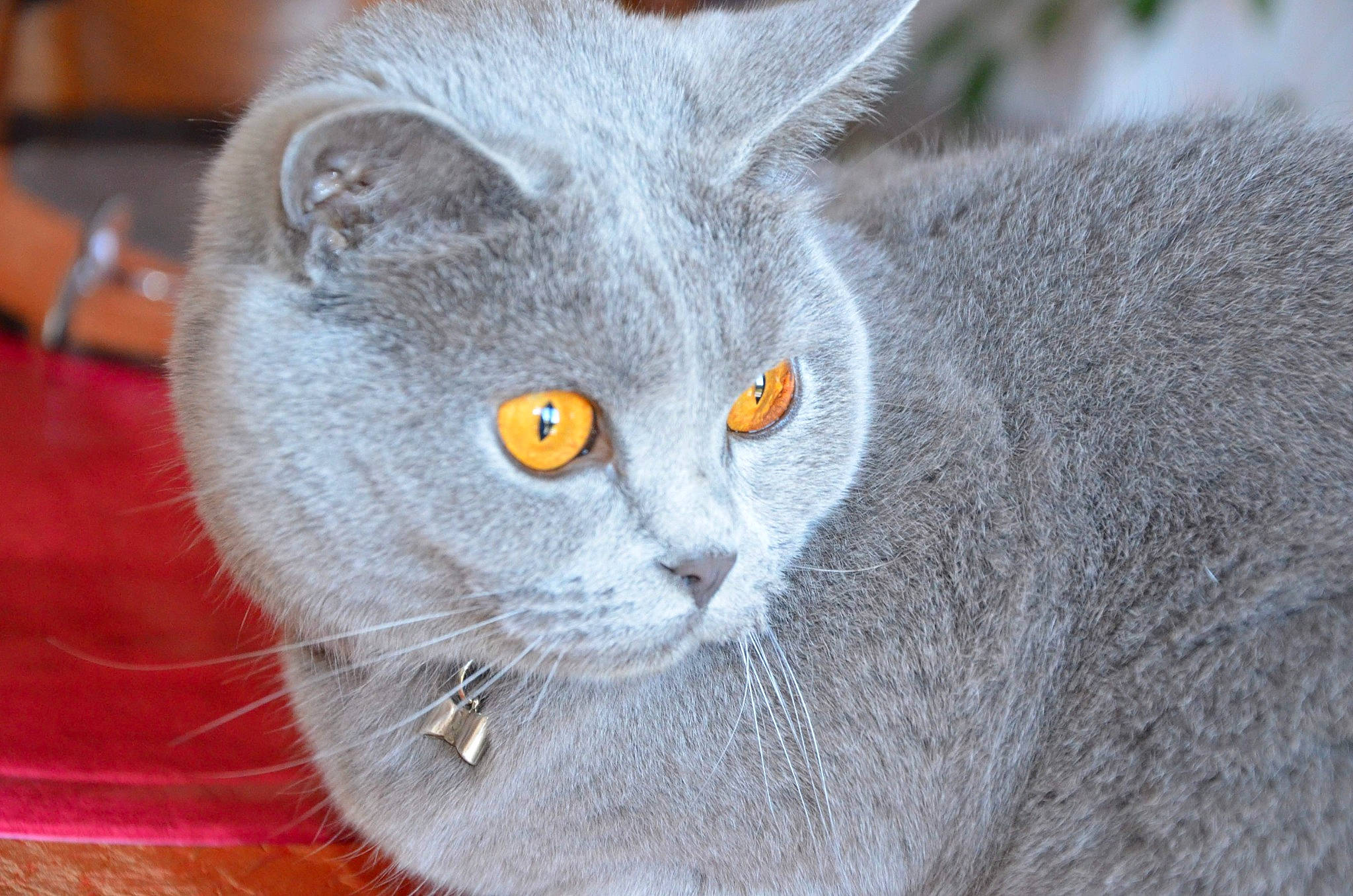 Mandy a rejoint le concours — aidez-le/la à gagner de superbes lots ! carnivore, cat, domestic_short_haired_cat, eye, felidae, fur, grey, russian_blue, small_to_medium_sized_cats, snout, whiskers