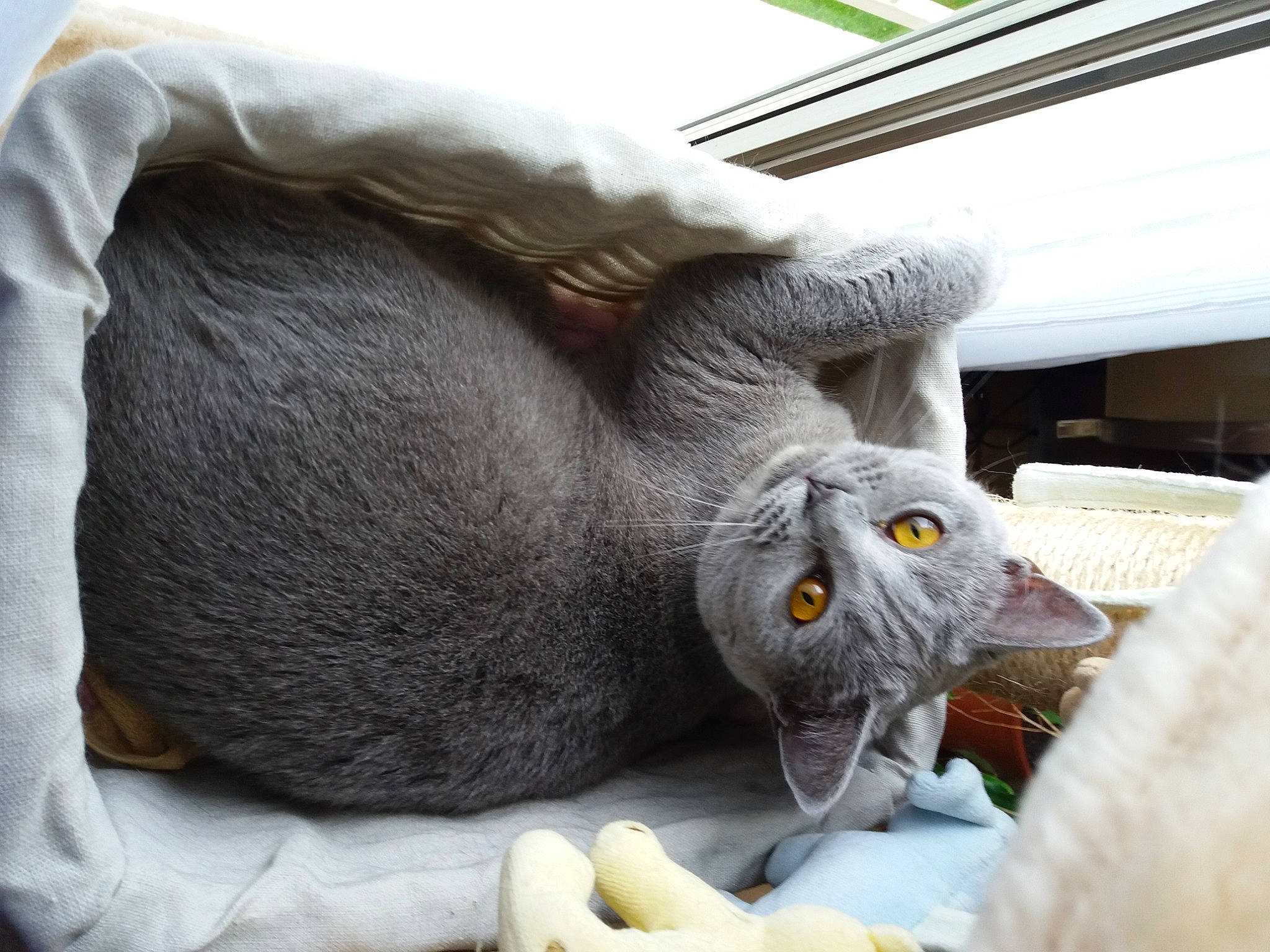 Mandy participe au concours pour gagner de l'argent avec cette photo : carnivore, cat, claw, comfort, domestic_short_haired_cat, ear, felidae, fur, gesture, grey, nail, nap, paw, small_to_medium_sized_cats, snout, tail, terrestrial_animal, whiskers, wrinkle