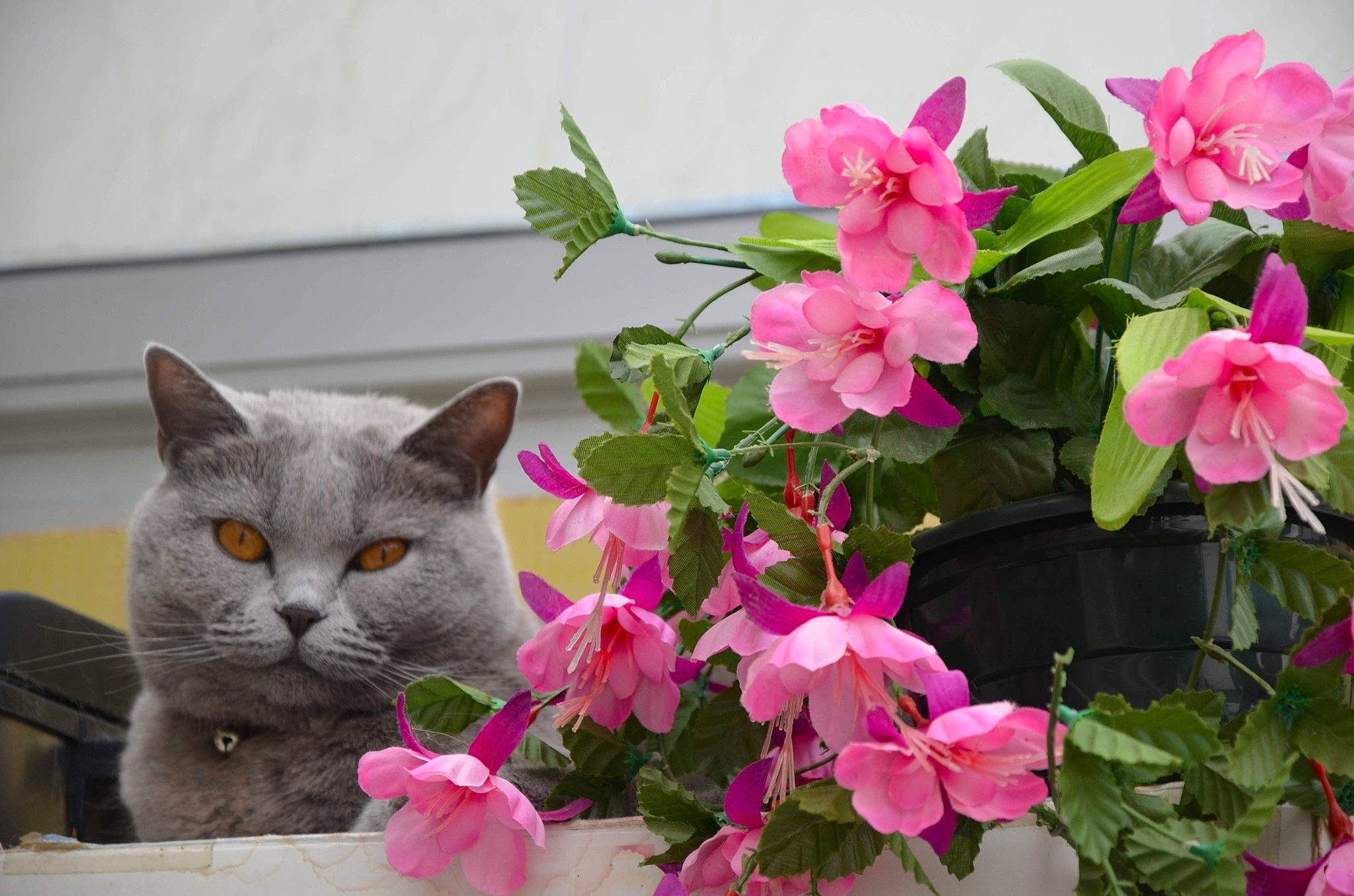 Mandy a rejoint le concours — aidez-le/la à gagner de superbes lots ! annual_plant, carnivore, cat, domestic_short_haired_cat, felidae, flower, flowering_plant, flowerpot, groundcover, herbaceous_plant, houseplant, magenta, petal, pink, plant, russian_blue, small_to_medium_sized_cats, terrestrial_plant, whiskers, white
