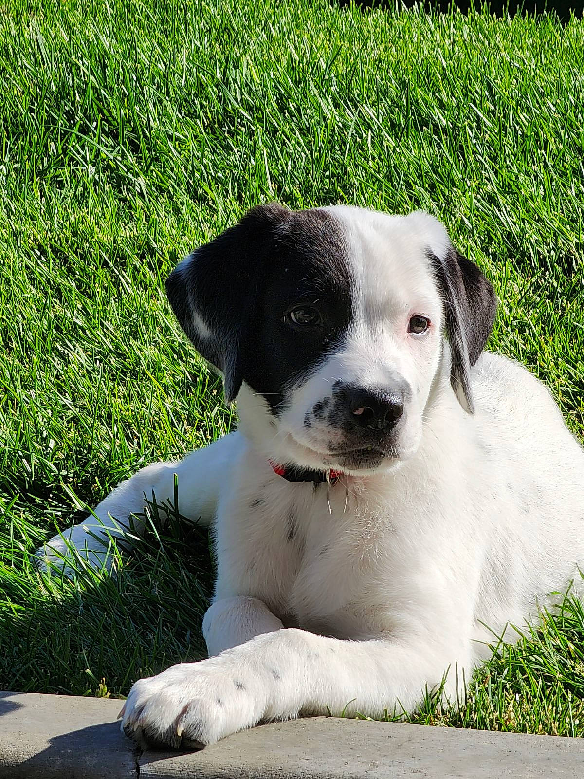 Mack is registered to the contest to win money with this photo: canidae, carnivore, companion_dog, dog, dog_breed, fawn, grass, groundcover, plant, sporting_group, street_dog, terrestrial_animal, whiskers, working_animal