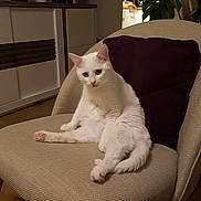 Flocon a rejoint le concours — aidez-le/la à gagner de superbes lots ! cat, white_cat, chair, indoor, pet, feline, relaxed, curious, cozy, pillow, furniture, living_room, wooden_floor, plant, decor, modern, domestic_animal, cute, seated, animal