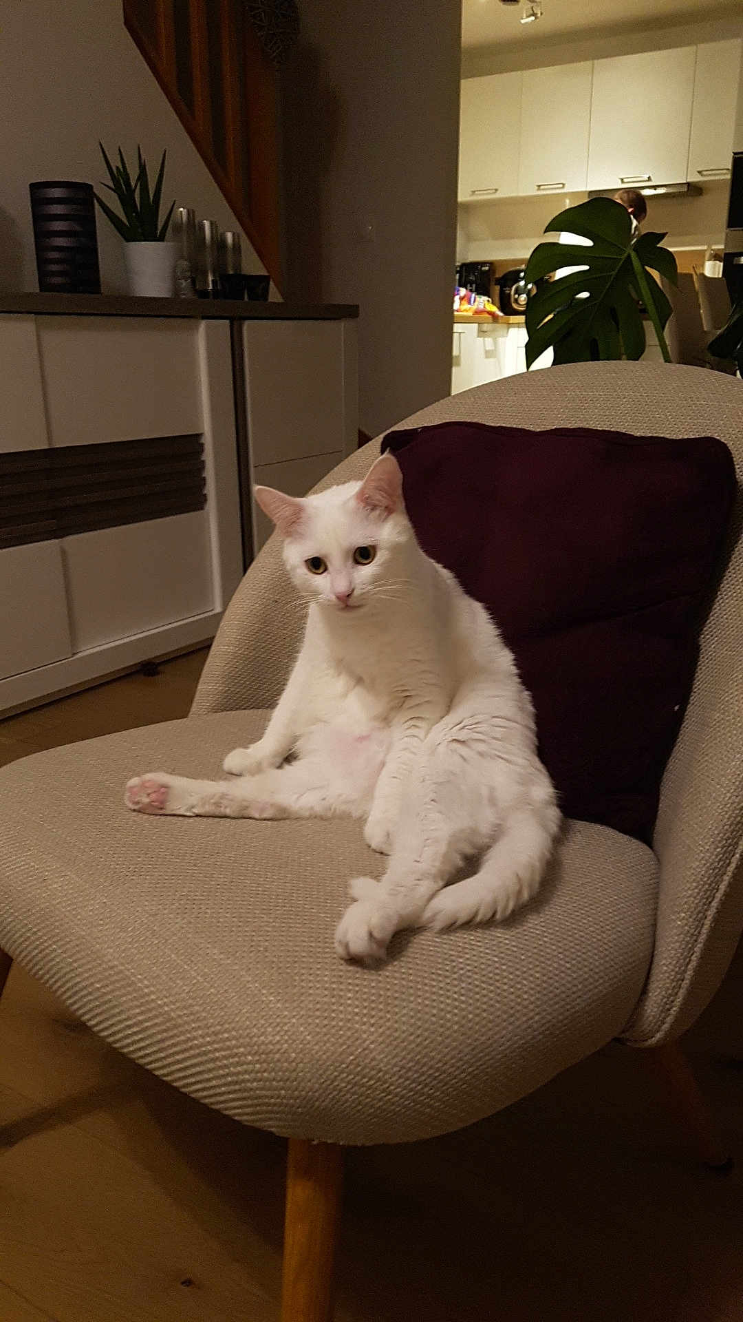 Flocon a rejoint le concours — aidez-le/la à gagner de superbes lots ! cat, white_cat, chair, indoor, pet, feline, relaxed, curious, cozy, pillow, furniture, living_room, wooden_floor, plant, decor, modern, domestic_animal, cute, seated, animal