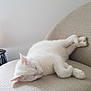 adorable, animal, calm, cat, chair, cozy, cute, domestic_cat, fur, furniture, home, indoor, minimalist, peaceful, pet, relaxation, resting, sleeping, texture, white_cat