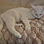 Flocon a rejoint le concours — aidez-le/la à gagner de superbes lots ! animal, blanket, cat, comfort, couch, cozy, cute, feline, fur, home, indoor, mammal, paw, pet, relaxed, resting, sleepy, soft, whiskers, white_cat