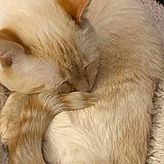 Peanut Butter joined the competition — help win amazing prizes! cat, sleeping, curled_up, tail, fur, cream_color, pet, cozy, resting, indoor, blanket, soft_texture, animal, cute, whiskers, ears, feline, nap, peaceful, close_up