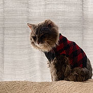 Prince joined the competition — help win amazing prizes! cat, feline, pet, sweater, red, black, checkered, fur, fluffy, indoors, curtain, fabric, cozy, soft, beige, animal, cute, portrait, sitting, calm