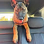 Xéna participe au concours pour gagner de l'argent avec cette photo : dog, pet, car_interior, backseat, tongue_out, ears, collar, animal, mammal, seatbelt, leather_seat, window, sunlight, domestic_animal, canine, alert, young_dog, happy, cute, playful