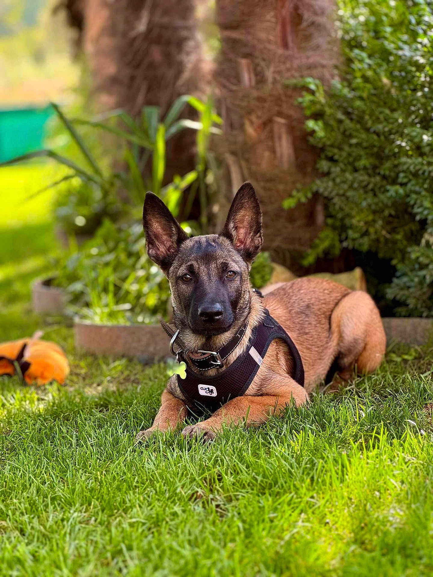 Xéna a rejoint le concours — aidez-le/la à gagner de superbes lots ! dog, grass, outdoor, garden, tree, plant, sunlight, pet, animal, brown, black_harness, canine, nature, relaxing, laying_down, ears_up, collar, toy, greenery, daylight