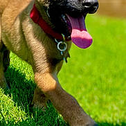 Xéna a rejoint le concours — aidez-le/la à gagner de superbes lots ! dog, puppy, grass, outdoor, pet, collar, tongue, happy, brown_fur, sunlight, playful, nature, animal, canine, walking, closeup, daytime, tongue_out, energetic, background_blur