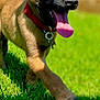 animal, background_blur, brown_fur, canine, closeup, collar, daytime, dog, energetic, grass, happy, nature, outdoor, pet, playful, puppy, sunlight, tongue, tongue_out, walking