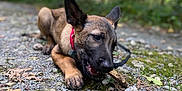Xéna a rejoint le concours — aidez-le/la à gagner de superbes lots ! puppy, dog, chewing, stick, gravel, path, forest, greenery, nature, outdoor, animal, pet, collar, young_dog, ears, fur, muzzle, paw, playful, blurred_background