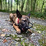 animal, blurred_background, chewing, collar, dog, ears, forest, fur, gravel, greenery, muzzle, nature, outdoor, path, paw, pet, playful, puppy, stick, young_dog