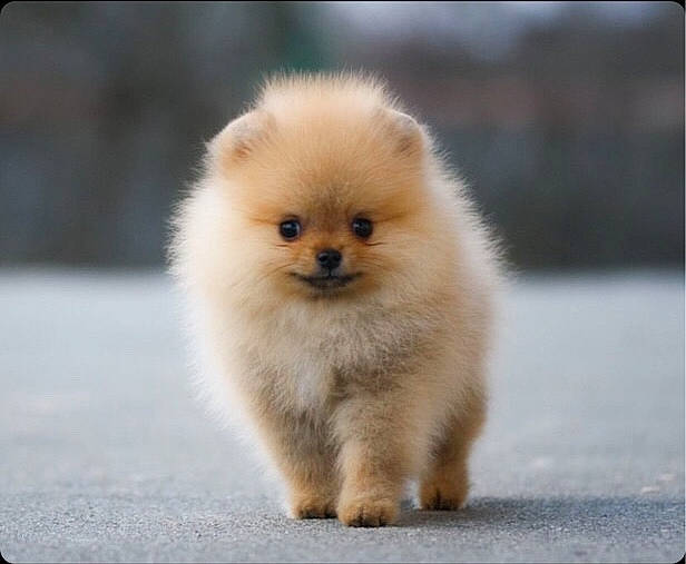 Igor a rejoint le concours — aidez-le/la à gagner de superbes lots ! ancient_dog_breeds, companion_dog, dog, dog_breed, fawn, fur, snout, terrestrial_animal, whiskers, wildlife, working_animal