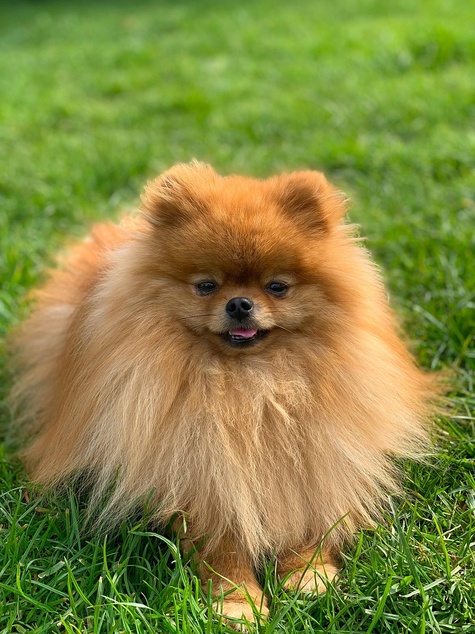 Igor a rejoint le concours — aidez-le/la à gagner de superbes lots ! canidae, companion_dog, dog_breed, fawn, fur, german_spitz, german_spitz_klein, grass, liver, primate, snout, spitz, sporting_group, terrestrial_animal, toy_dog, volpino_italiano, whiskers, wildlife, windscreen_wiper, working_animal