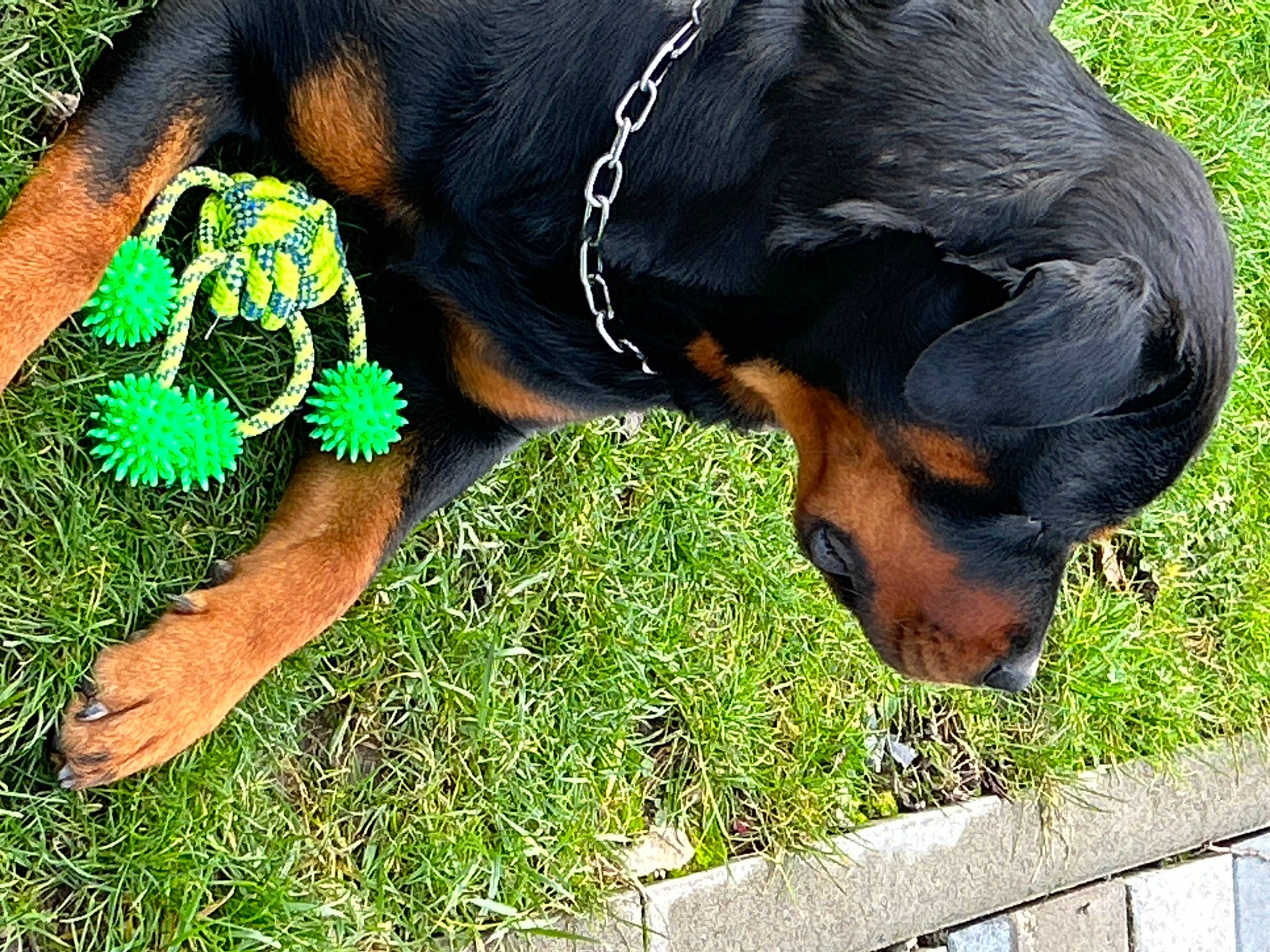 Reis a rejoint le concours — aidez-le/la à gagner de superbes lots ! canidae, carnivore, collar, companion_dog, dobermann, dog, dog_breed, dog_collar, dog_supply, fashion_accessory, grass, guard_dog, pet_supply, pinscher, plant, rottweiler, sporting_group, tail, working_animal, working_dog