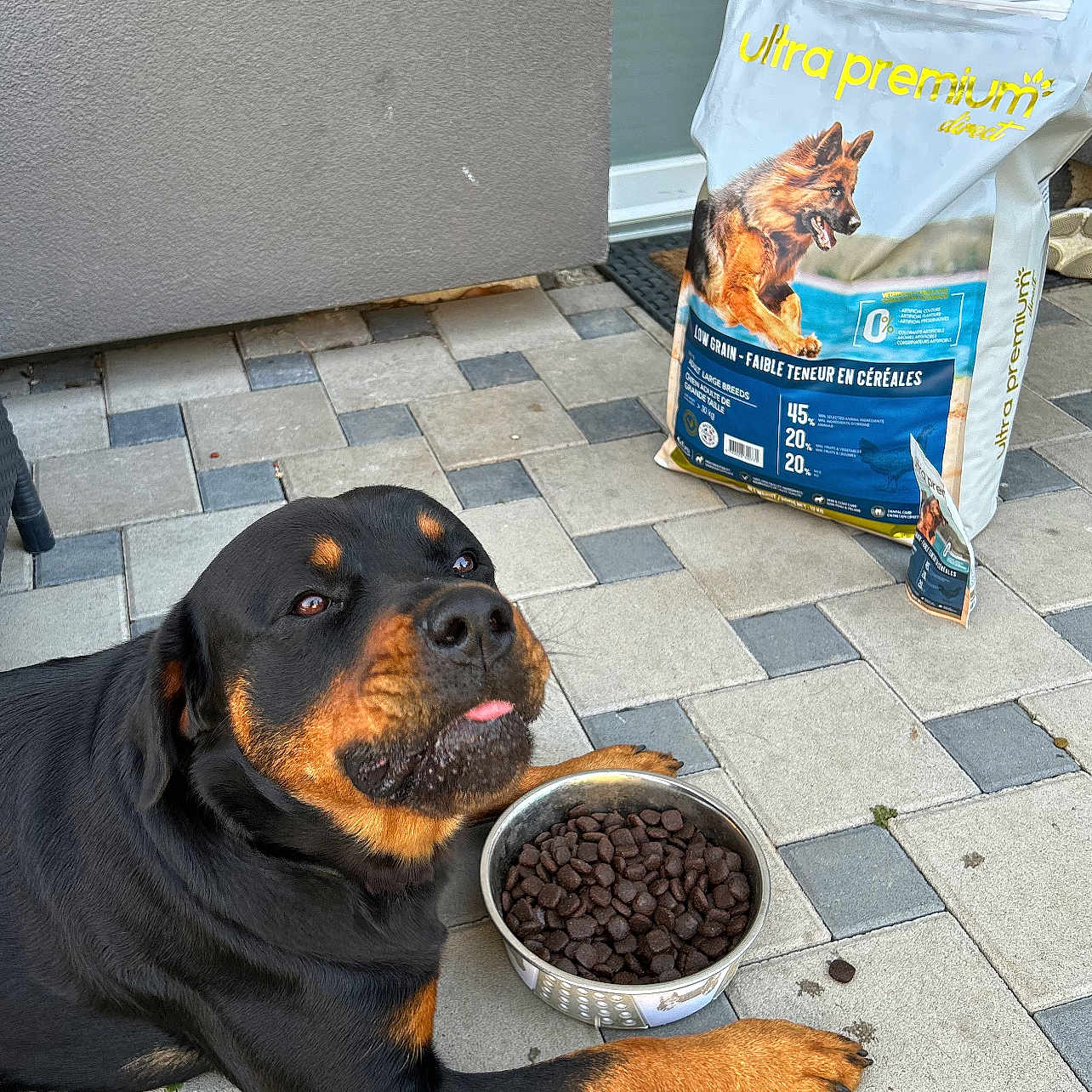 Reis participe au concours pour gagner de l'argent avec cette photo : animal_feed, carnivore, companion_dog, dog, dog_breed, dog_supply, flooring, manhole, manhole_cover, paw, pet_food, pet_supply, road_surface, rottweiler, sidewalk, snout, sporting_group, terrestrial_animal, working_animal, working_dog
