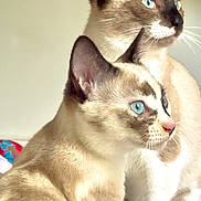 Zou Et Bida participe au concours pour gagner de l'argent avec cette photo : cat, siamese, blue_eyes, fur, pet, animal, indoor, bed, white_bed, two_cats, close_up, portrait, feline, whiskers, ears, domestic_cat, looking_away, soft_light, cute, companions