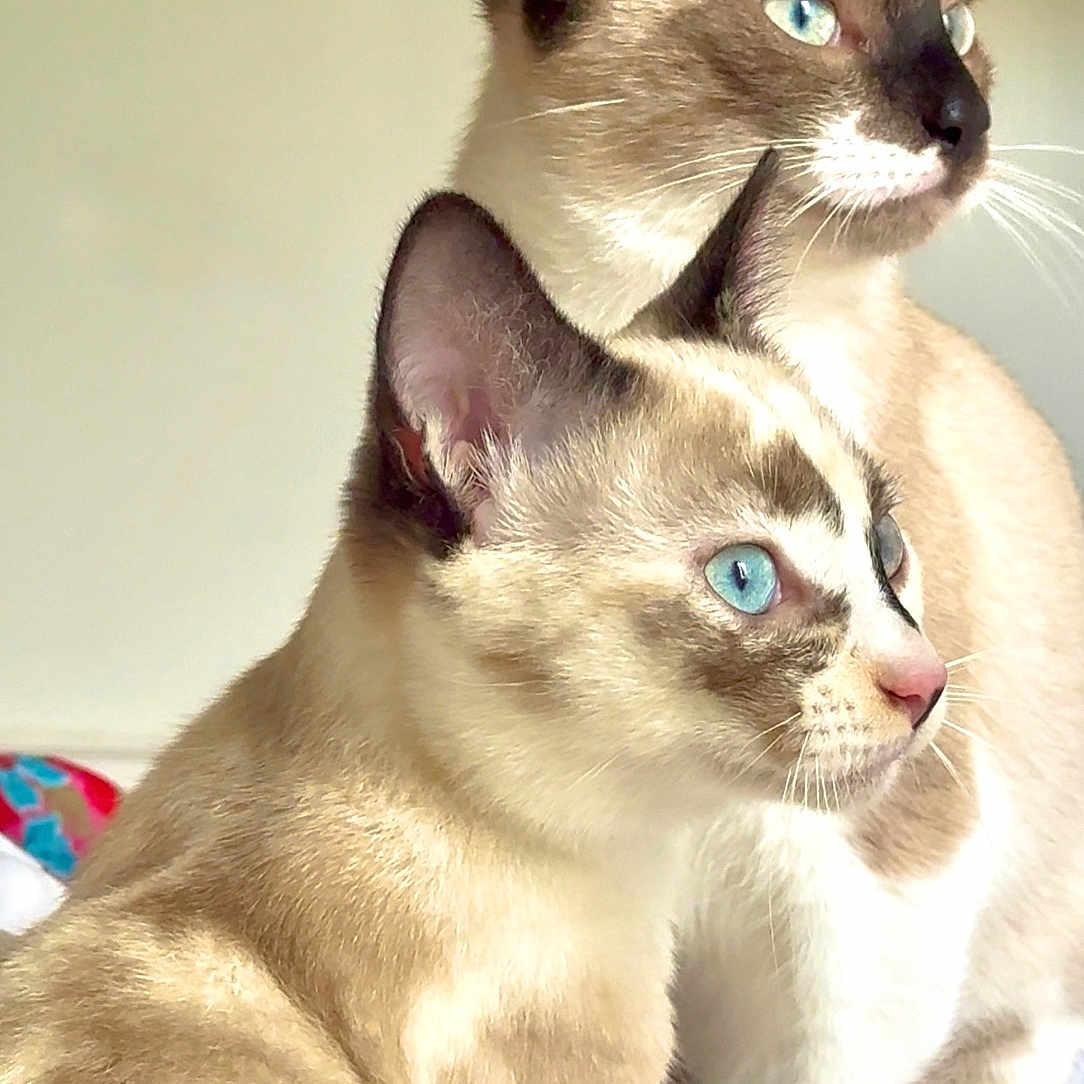 Zou Et Bida participe au concours pour gagner de l'argent avec cette photo : animal, bed, blue_eyes, cat, close_up, companions, cute, domestic_cat, ears, feline, fur, indoor, looking_away, pet, portrait, siamese, soft_light, two_cats, whiskers, white_bed