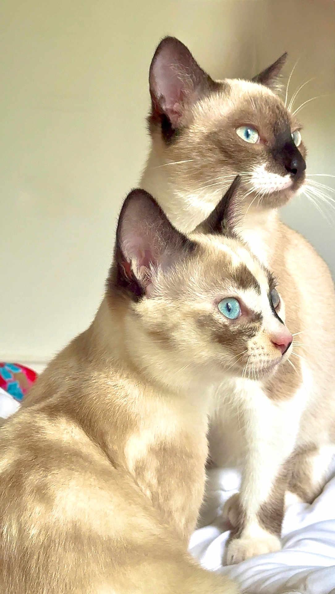 Zou Et Bida participe au concours pour gagner de l'argent avec cette photo : cat, siamese, blue_eyes, fur, pet, animal, indoor, bed, white_bed, two_cats, close_up, portrait, feline, whiskers, ears, domestic_cat, looking_away, soft_light, cute, companions