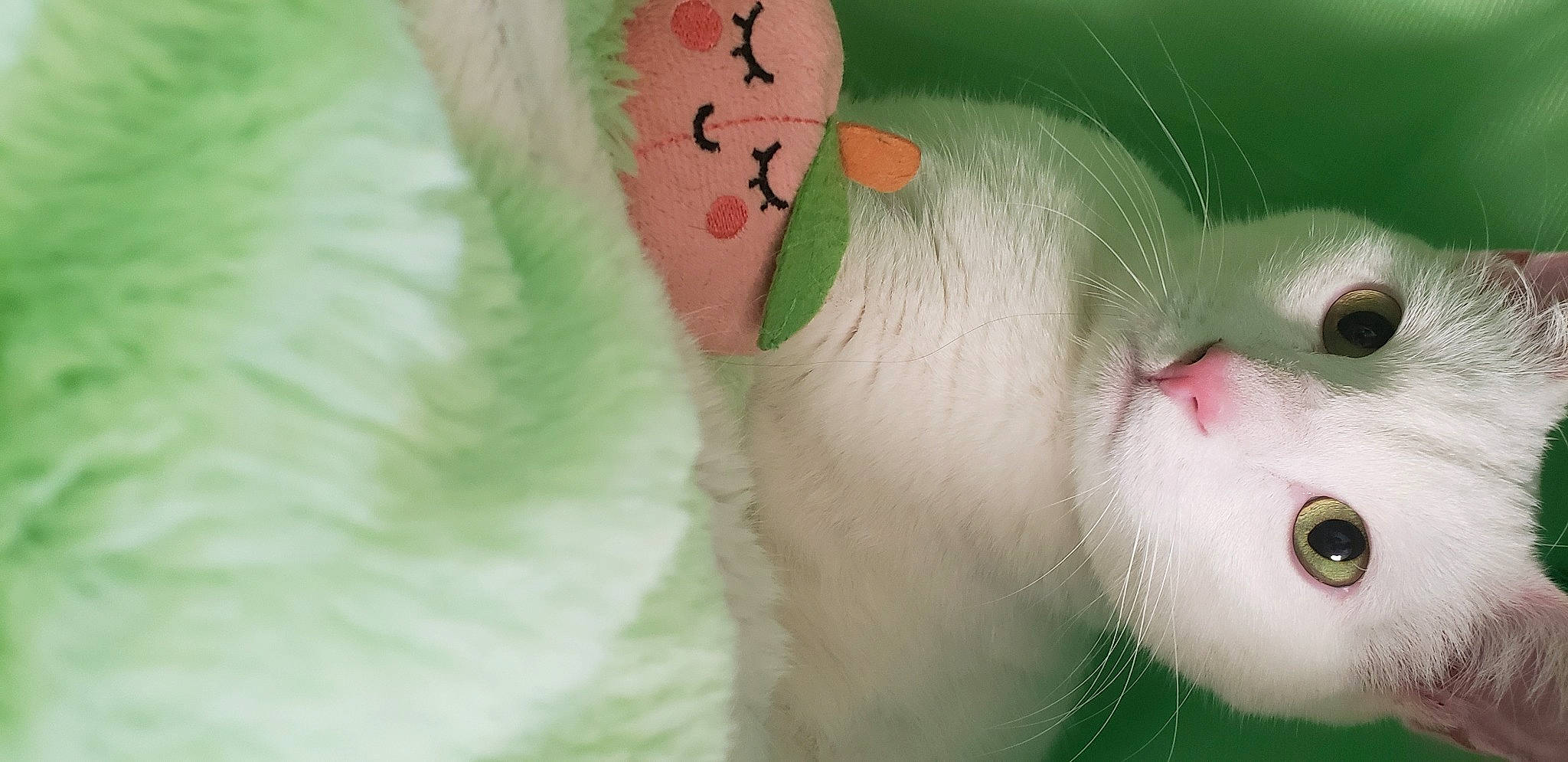 Nimbus joined the competition — help win amazing prizes! art, carnivore, cat, domestic_short_haired_cat, eye, eyelash, felidae, fur, human_body, macro_photography, nose, peach, petal, plant_stem, plush, small_to_medium_sized_cats, stuffed_toy, tail, toy, whiskers