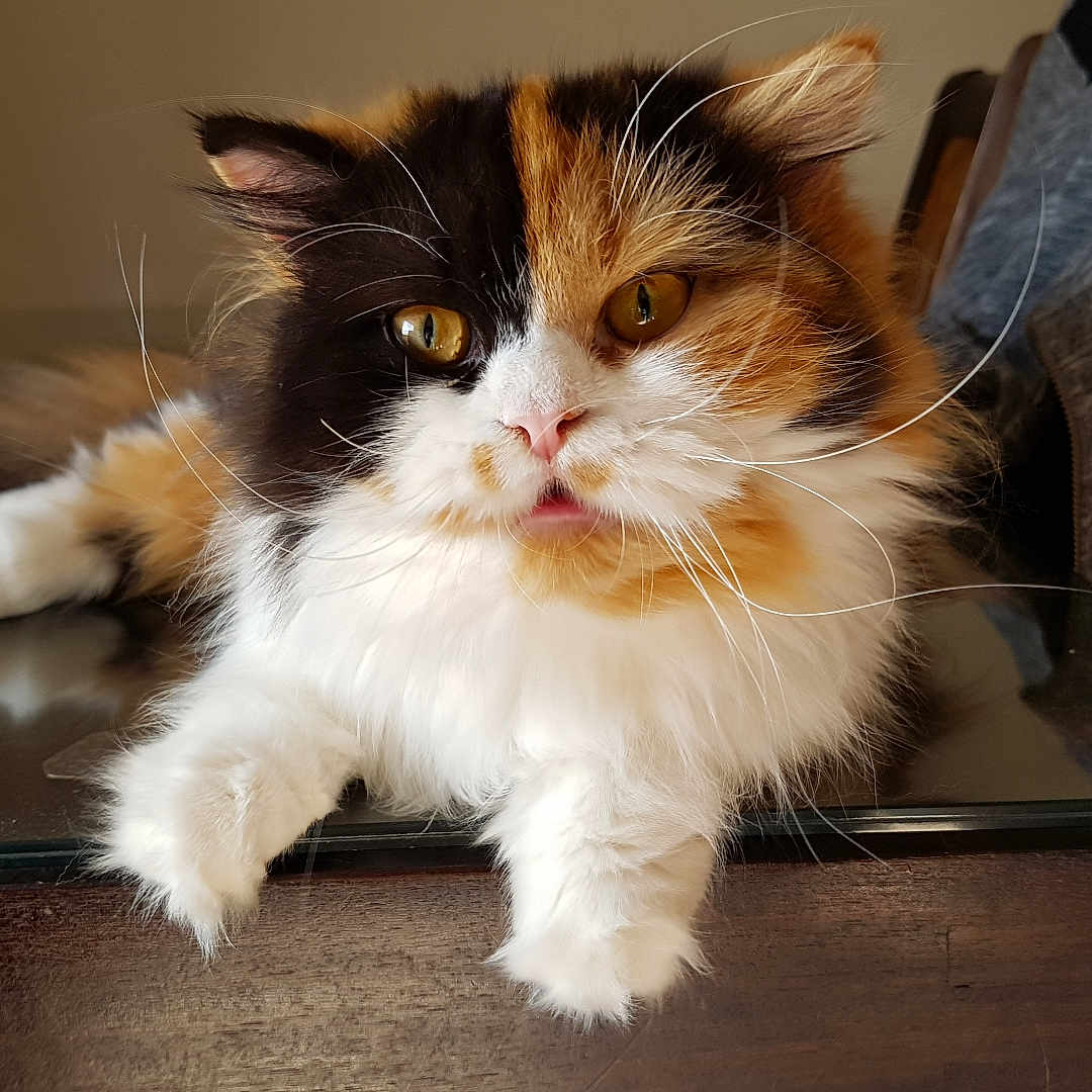 Melusine participe au concours pour gagner de l'argent avec cette photo : animal, calico, cat, close_up, cozy, cute, domestic_cat, ears, feline, fluffy, glass_top, golden_eyes, indoor, pet, portrait, relaxed, table, tongue, whiskers, wooden_furniture