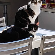 Pattate Et Felix a rejoint le concours — aidez-le/la à gagner de superbes lots ! black_and_white_cat, cat, chair, companion_animal, domestic_animals, domestic_cat, feline, fur, home_interior, household, indoor, mammal, pets, relaxing, resting, sunlight, tabby_cat, table, white_furniture, window_light