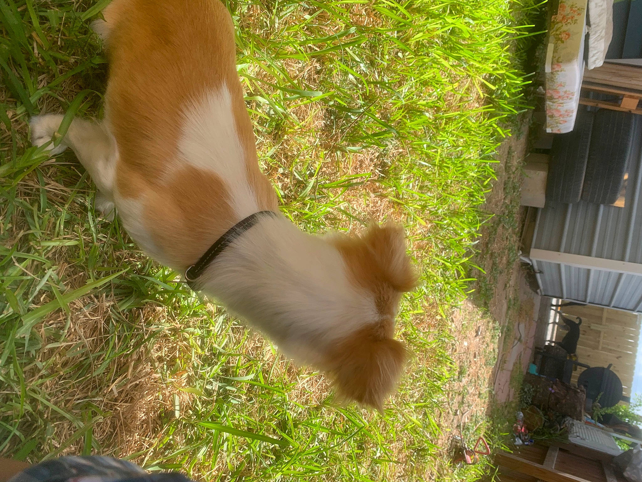 Cowboy is registered to the contest to win money with this photo: canidae, companion_dog, fawn, foot, fur, gesture, grass, green, human_leg, nail, plant, shadow, sporting_group, tail, terrestrial_animal, thigh, tree, watch, wood, wrist