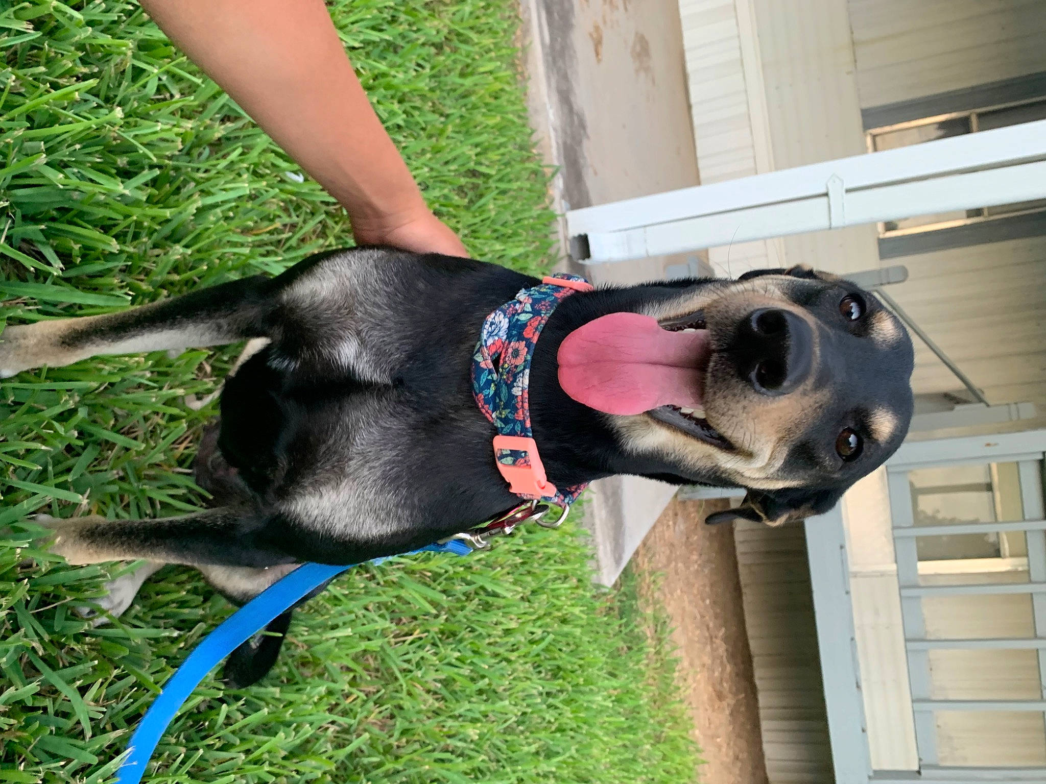 Riley is registered to the contest to win money with this photo: canidae, carnivore, collar, companion_dog, dog, dog_breed, dog_collar, dog_supply, grass, guard_dog, leash, pet_supply, plant, snout, sporting_group, tail, window, working_animal, working_dog