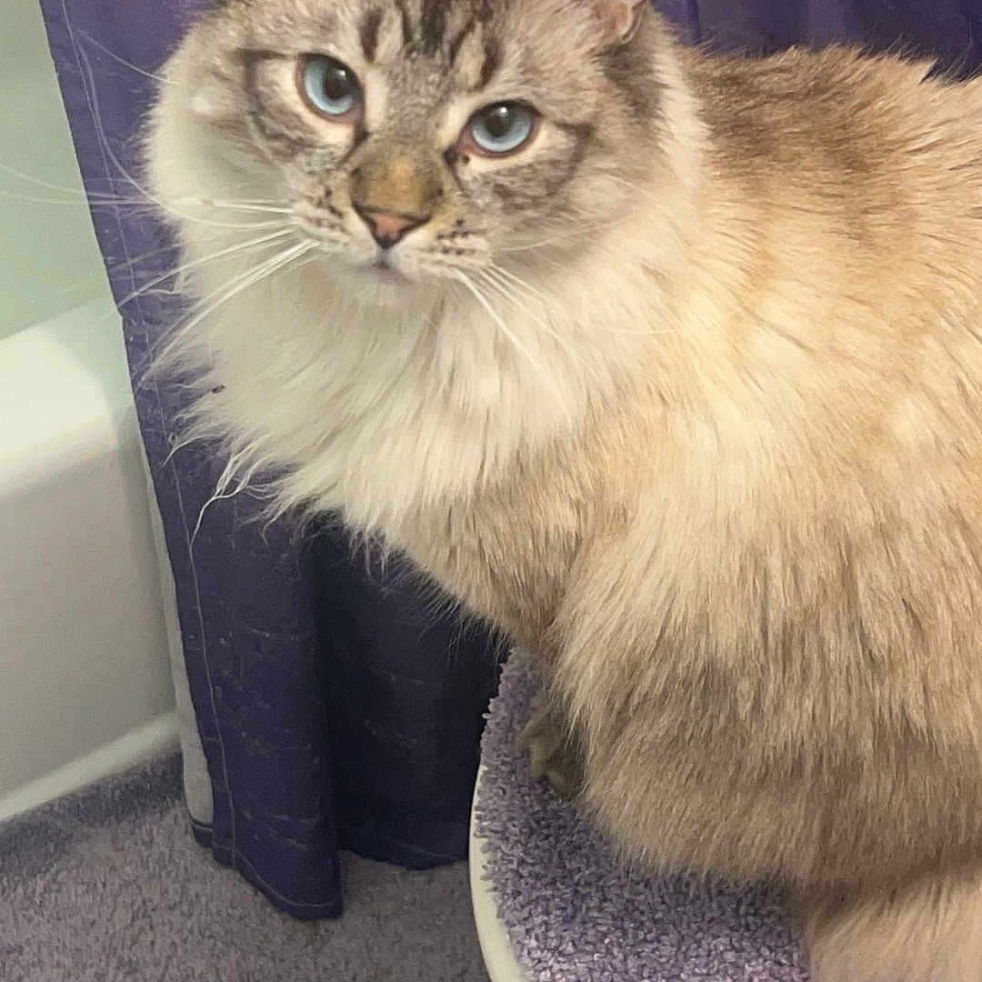 Sault joined the competition — help win amazing prizes! animal_portrait, bathroom, blue_eyes, cat, close_up, curious, domestic_animal, ears, feline, fluffy, fur, fuzzy_cover, indoor, looking, pet, purple_carpet, purple_curtain, sitting, toilet, whiskers