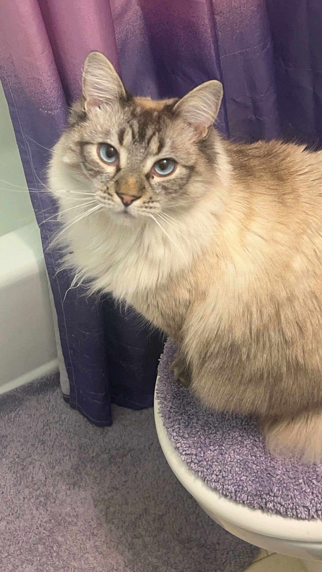 Sault joined the competition — help win amazing prizes! cat, fluffy, blue_eyes, toilet, bathroom, purple_curtain, purple_carpet, fuzzy_cover, pet, indoor, curious, sitting, feline, domestic_animal, close_up, animal_portrait, whiskers, ears, fur, looking