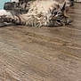 Sault is registered to the contest to win money with this photo: cat, fluffy, wooden_floor, indoor, stretching, relaxed, paw, baseboard, feline, pet, animal, cute, tabby, whiskers, ears, lying_down, fur, home, floor, domestic