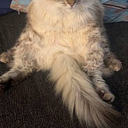 Sault joined the competition — help win amazing prizes! cat, fluffy, sitting, relaxed, wide_eyes, couch, pillow, indoor, pet, fur, tail, ears, whiskers, domestic_animal, cute, looking_at_camera, mammal, animal, feline, cozy