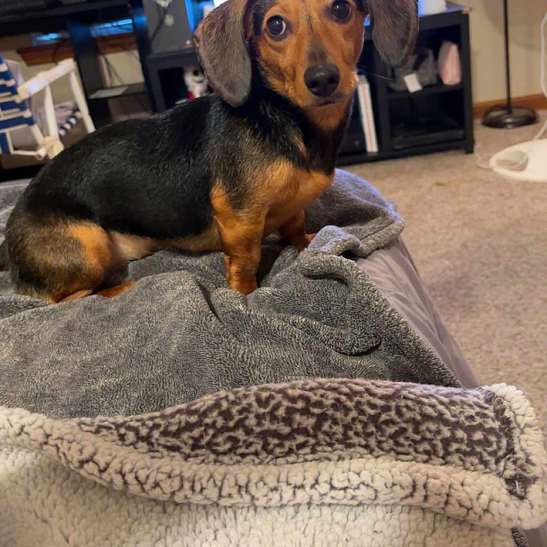 Lizzy joined the competition — help win amazing prizes! adult, animal, blanket, canine, computerhardware, couch, dog, electronics, face, hardware, head, hound, male, man, monitor, person, pet, puppy, screen, tv